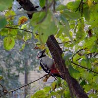 Woodpecker :: Mary Skylight