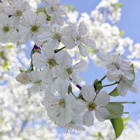 Цветение вишни :: Эллина Новохатская