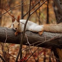 Фотография :: Игорь Воробьев