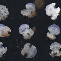 Медузы :: Victoria Kovalenko