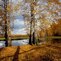 Осень-красавица :: Любовь Шихова