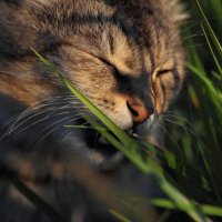 Травоядный кот :: Егор Петров
