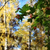 Академгородок :: Мария Лебедева