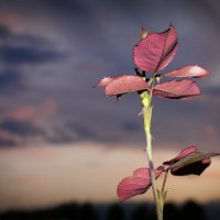 Роза на закате :: Евгения Мазурова