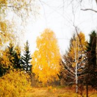 Золотая осень :: Виктор Дмитриев