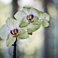 орхидея :: Михаил Рублевский