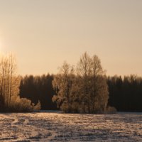 Лес :: Александр Семенов