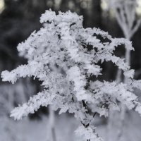 Зима... :: Андрей Вербицкий