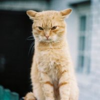 Недовольный кот :: Ольга Лукьяненок