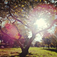 beautiful tree :: Alinaki 