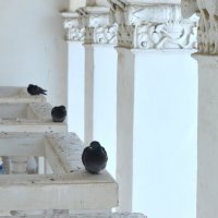 голуби на балконах :: Александр. Самара Сорокин