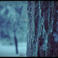 Зимнее дерево :: Анастасия Сусманова