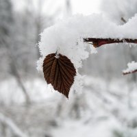 Листик :: Алексей Сараев