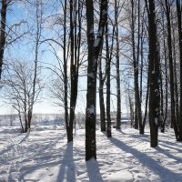 Обеденная прогулка :: Михаил Косарев