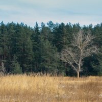 Про лес и одинокое дерево :: Roman Globa
