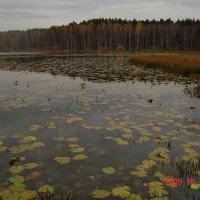 Озеро Линёво :: Нина 