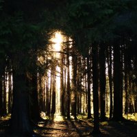Солнце в лесу :: Ольга Рыженкова