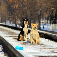 Собаки :: Михаил Михайлов