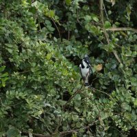 Pied Kingfisher(F) :: Виталий 