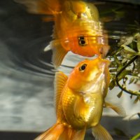 Золотая рыбка :: Константин Лазуренко