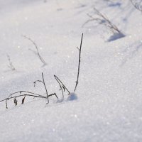 И мир нам кажется новей, чем в первый день творенья... :: Ирина Данилова