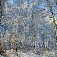 МОРОЗ :: Александр Шадраков