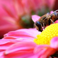 пчелка на хризюлике :: Сергей Корейво