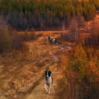 По дороге таежной... :: Иван Солонинка