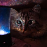 Night Cat:) :: Константин Ройко