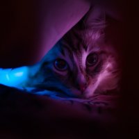 Night Cat:) :: Константин Ройко