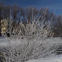 Полпредство и кусты :: Яков Обабков