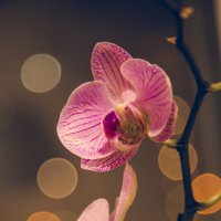 Орхидея :: Надежда Вилкова