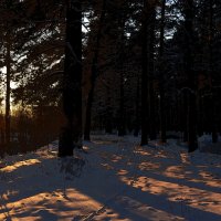 лесной закат :: Данил 