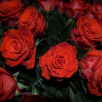 red roses :: Галина R...