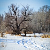 Старый клен :: Алексей Матвеев