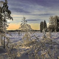 ... :: Венера Главатских