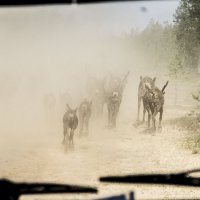 Гоним стадо в караль :: Алесь Антонович