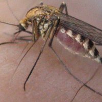 комар кушает.. :: ONEGA SHVAGA