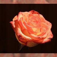 Царица роза :: Алла Сердюк