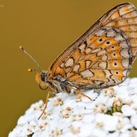 Шашечница авриния (Euphydryas aurinia) :: Spaniot .