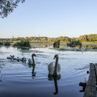 Панорама родного города и лебедята) :: Виктория Донцова