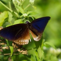 тропические бабочки острова Пангкор 4 :: ОлЪг Милеев