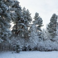 Зимушка-красавица :: Евгений Никифоров