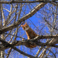 кот на дереве :: Дина Микрюкова