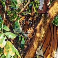 Бенгальский тигр :: Настя Теплякова