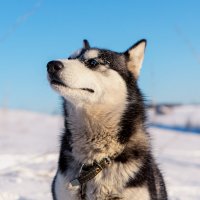 Гламур :: Оксана Савельева