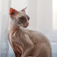 Кошка :: Наталия Крыжановская
