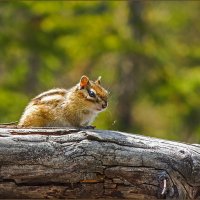 Гость - бурундук :: Михаил Фото 