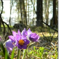 по весне цветут подснежники... :: Наталья Соболева