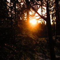 Закат в зимнем лесу.. :: Вячеслав Макаров